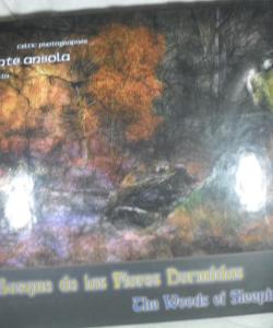 EL BOSQUE DE LAS FLORES DORMIDAS ( FOTOGRAFIA CELTA) - THE WOODS OF SLEEPING FLOWERS (CELTIC PHOTOGRAPHER) de VICENTE ANSOLA
